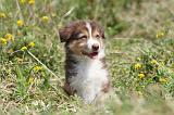 BERGER AUSTRALIEN PUPPIES 119